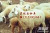 多大的怀孕母羊可以长途运输