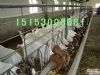 养殖波尔山羊成本利润 养殖波尔山羊便宜